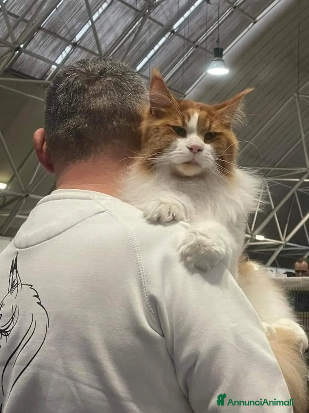 Immagine della galleria {{count}}