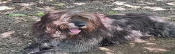 Meticcio cani in regalo:  Pastore Fonnese 3anni mollato,finito in canileSUD - Annuncio 4
