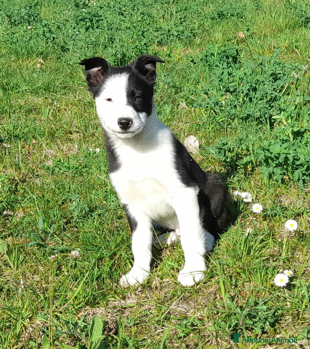 Border Collie cani in vendita: Cuccioli Border collie linea da lavoro  - Annuncio 5
