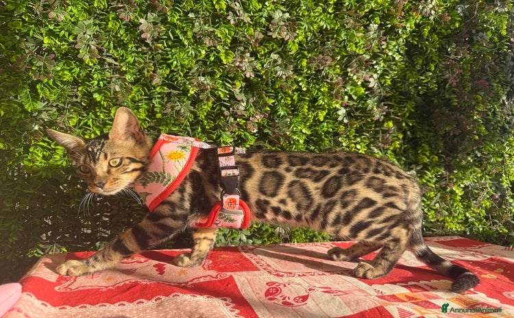 Bengala gatti Cucciolo bengala brown spotted tabby  - Annuncio 8