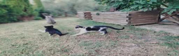 Meticcio gatti in regalo: simpatici gattini  - Annuncio 3