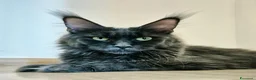 Maine Coon gatti in vendita: Cuccioli MCO di alta genealogia. - Annuncio 1