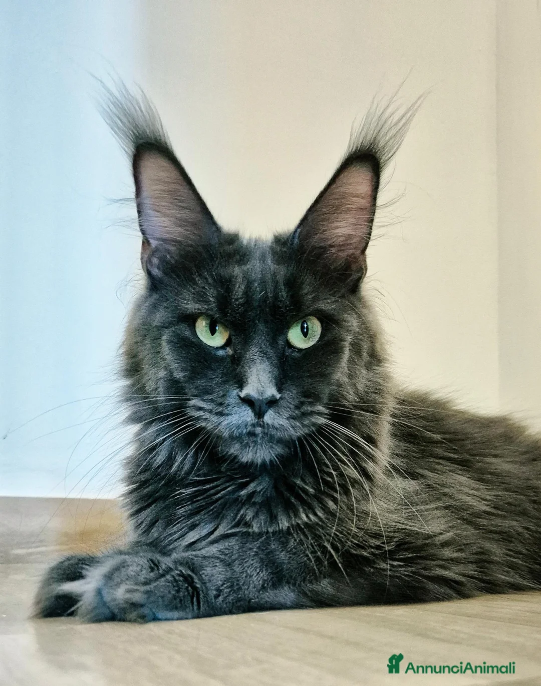 Maine Coon gatti in vendita: Cuccioli MCO di alta genealogia. - Annuncio 1