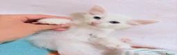 Angora turco gatti in regalo: 🐾 Splendidi gattini di Angora turco.  a Provincia di Lecce - Annuncio 4