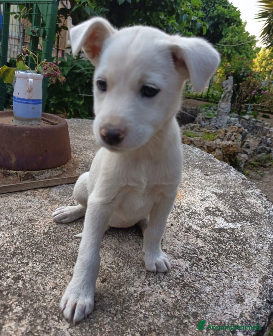 Meticcio cani in regalo: UNA MAMMA PER CHICCA - Annuncio 3