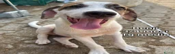 Meticcio cani in regalo: ADOTTA UN CUCCIOLO  a Provincia di Reggio Emilia - Annuncio 6