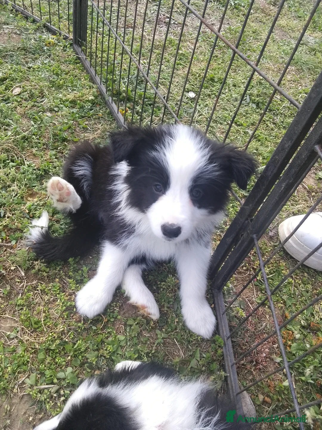Border Collie cani in vendita: Ultimi 3 border collie  - Annuncio 2