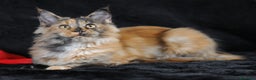 Maine Coon gatti in vendita: Maine Coon Tortie - pedigree ANFI - Annuncio 1