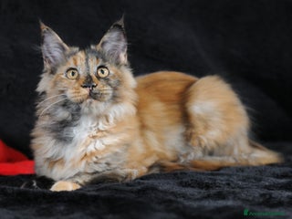Maine Coon gatti Maine Coon Tortie - pedigree ANFI - Annuncio 8