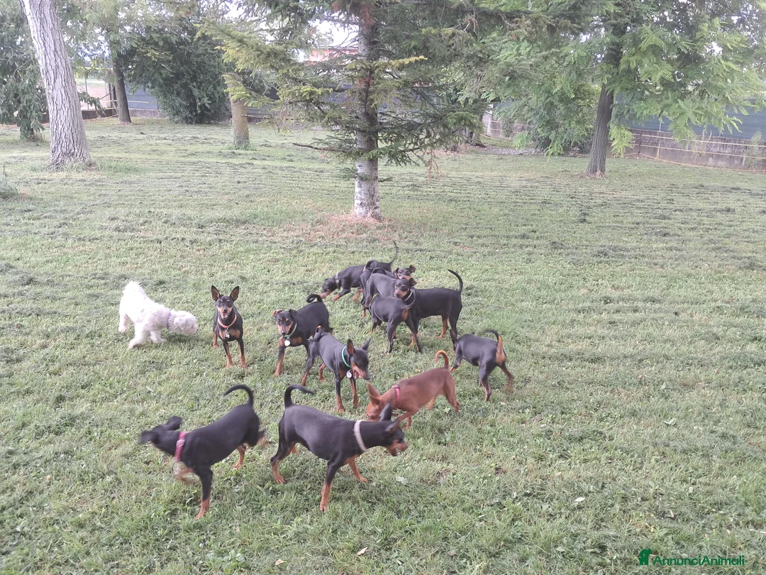 Pinscher Miniatura cani in vendita: Pinscher nano  - Annuncio 9