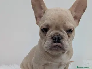 Bulldog Francese cani Bulldog francesi merle tan - Annuncio 15