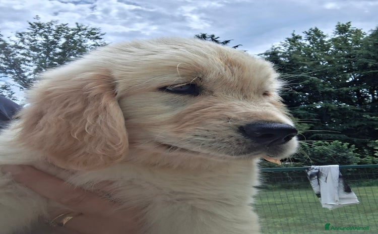 Golden Retriever cani a Provincia di Padova - Annuncio 1
