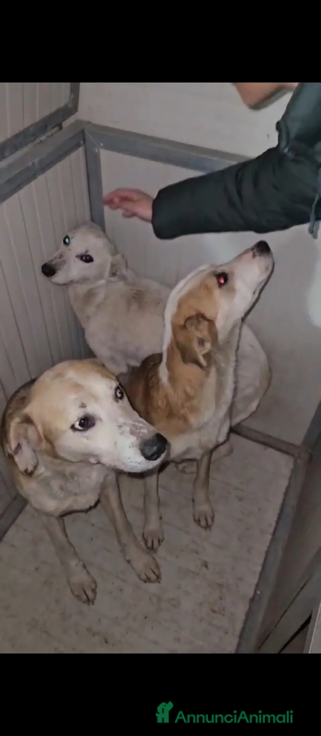 Meticcio cani in regalo: Oipe: docile e socievole. Taglia contenuta  - Annuncio 8