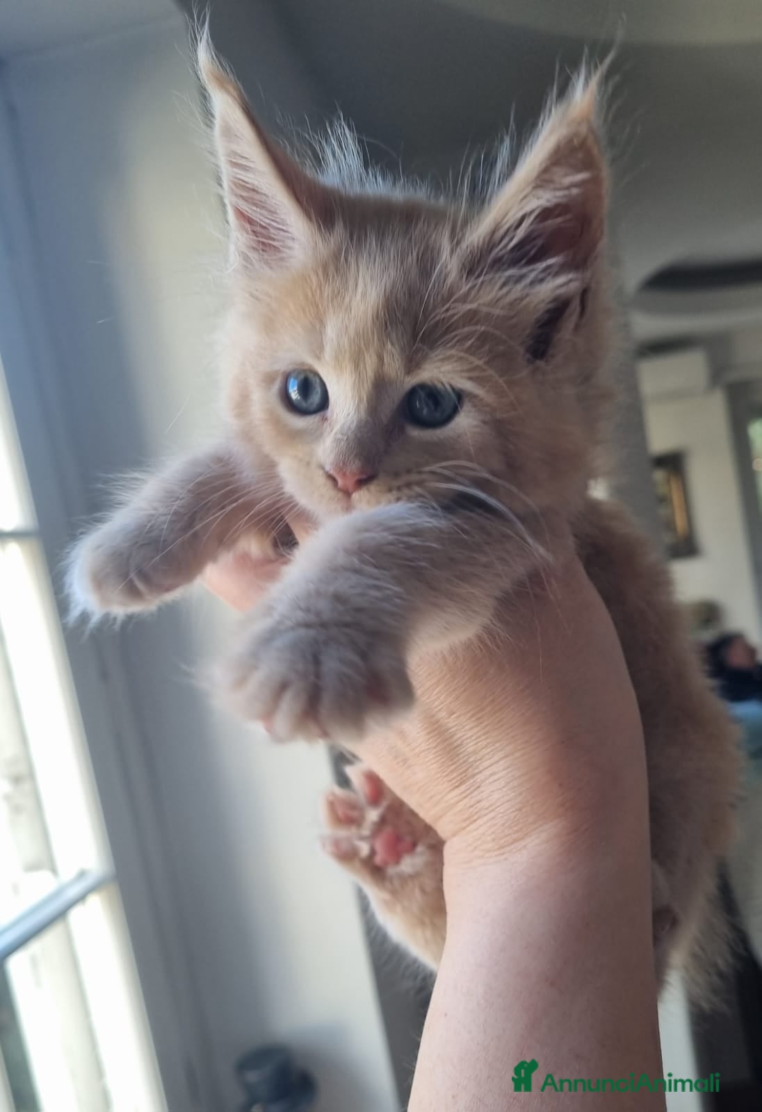 Maine Coon gatti Mainecoon pedigree ANFI  - Annuncio 23