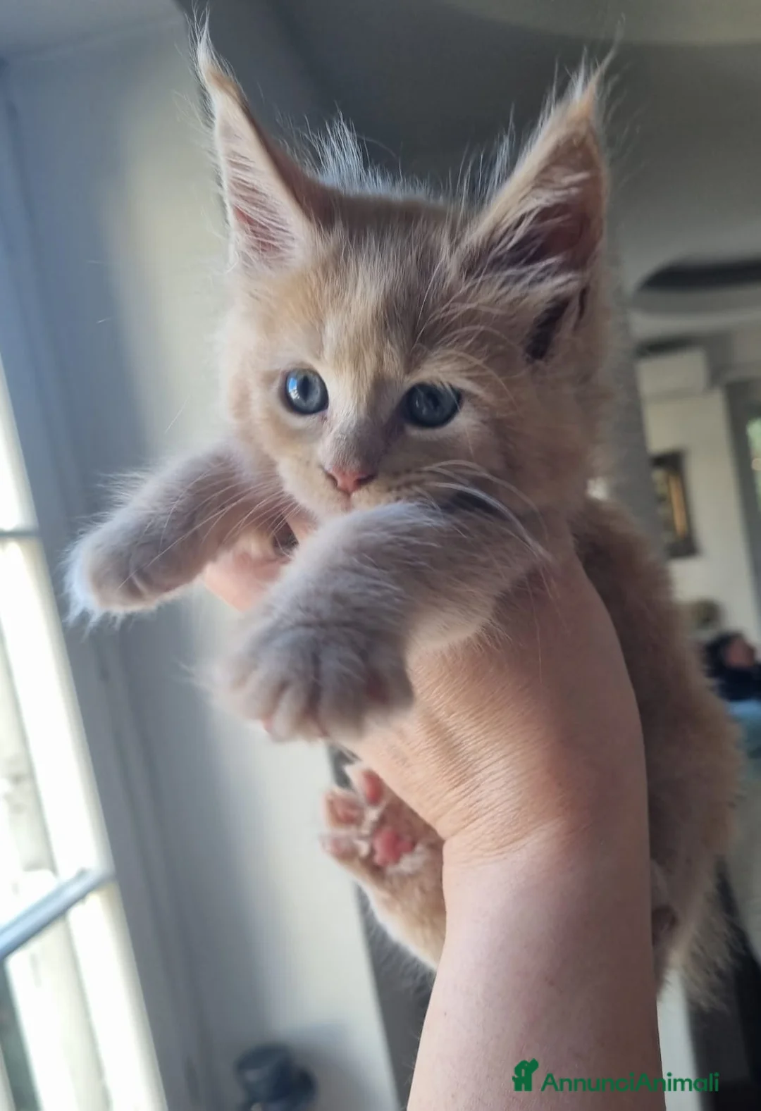 Maine Coon gatti in vendita: Mainecoon pedigree ANFI  - Annuncio 1