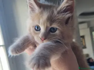 Maine Coon gatti Mainecoon pedigree ANFI - Annuncio 23