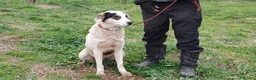 Meticcio cani in regalo: LO SPLENDIDO ARAMIS CERCA LA SUA FAMIGLIA - Annuncio 2