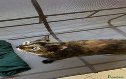 Altre razze gatti in regalo: Gattino dolcissimo trova casa - Immagine 1