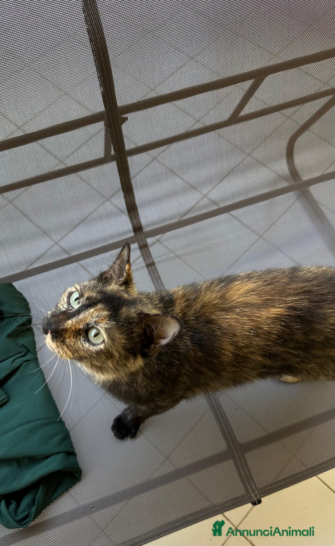 Altre razze gatti in regalo: Gattino dolcissimo trova casa - Immagine 1