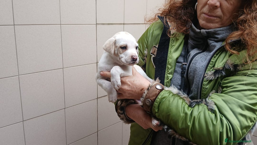 Meticcio cani in regalo: PONGO HA BISOGNO DI UNA CASA E TANTO AMORE - Annuncio 4