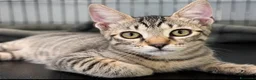 Europeo gatti in regalo: Gattino tigrato 3 mesi a Città Metropolitana di Firenze - Annuncio 7