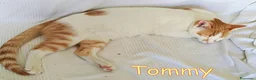 Europeo gatti in regalo:  TOMMY DOLCISSIMO GATTINO - Annuncio 4