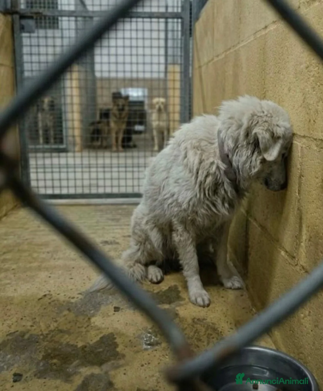 Meticcio cani in regalo: Bianca 14 anni - Annuncio 1