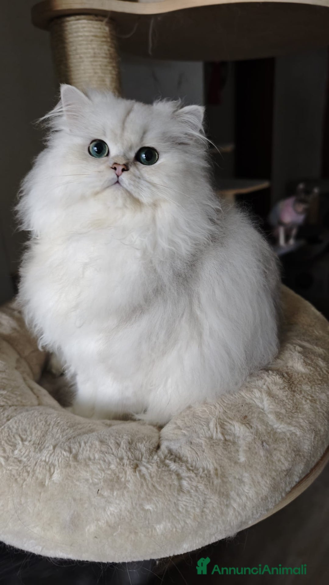 British gatti in vendita: British longhair - Annuncio 6