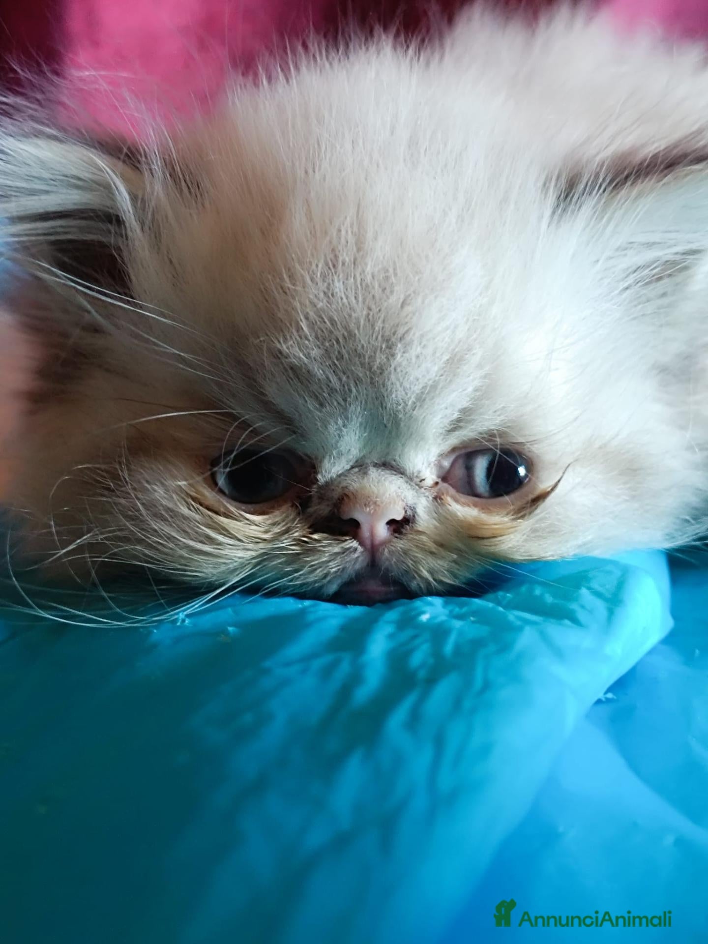 Persiano gatti Gattino persiano a pelo lungo - Annuncio 7