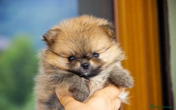 Volpino Pomerania cani in vendita: Cucciole di Spitz Pomerania nate il 7 giugno 2025 - Immagine 1