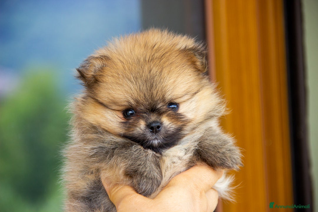 Volpino Pomerania cani in vendita: Cucciole di Spitz Pomerania nate il 7 giugno 2025 - Immagine 1