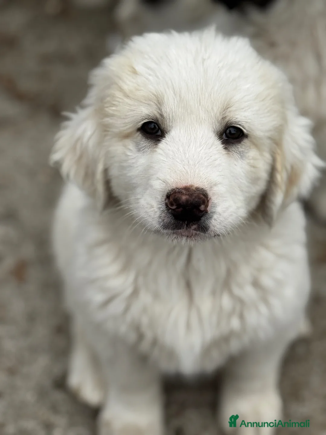 Meticcio cani in regalo: Balu, maschio socievole e curioso taglia gigante - Annuncio 1