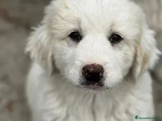 Meticcio cani Balu, maschio socievole e curioso taglia gigante - Annuncio 15