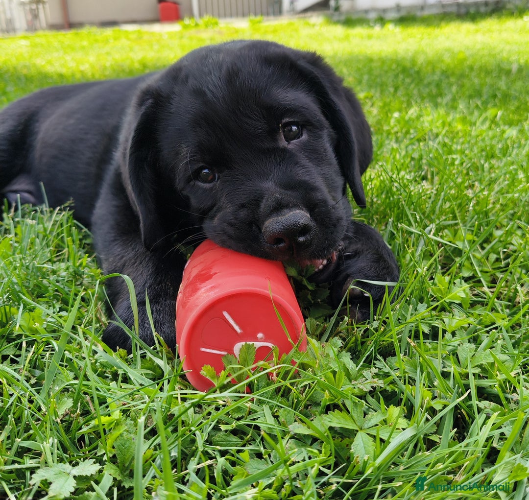 Immagine della galleria {{count}}