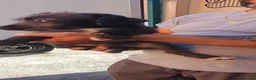 Meticcio cani in regalo: Tommaso Yorkshire/Pinscher Mix in Canile - Annuncio 3