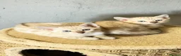 Bengala gatti in vendita: gatto bengala  - Annuncio 3