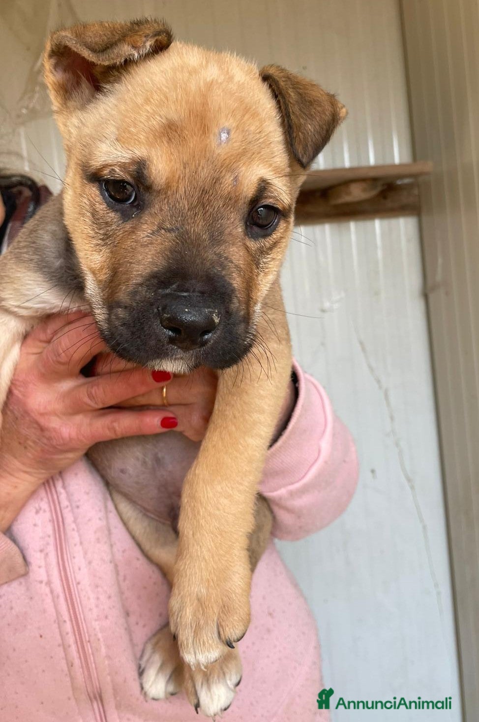 Pitbull cani MUFFIN CERCA CASA - Annuncio 2