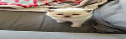 Scottish gatti in vendita: Scottish Fold e Straight - Annuncio 4