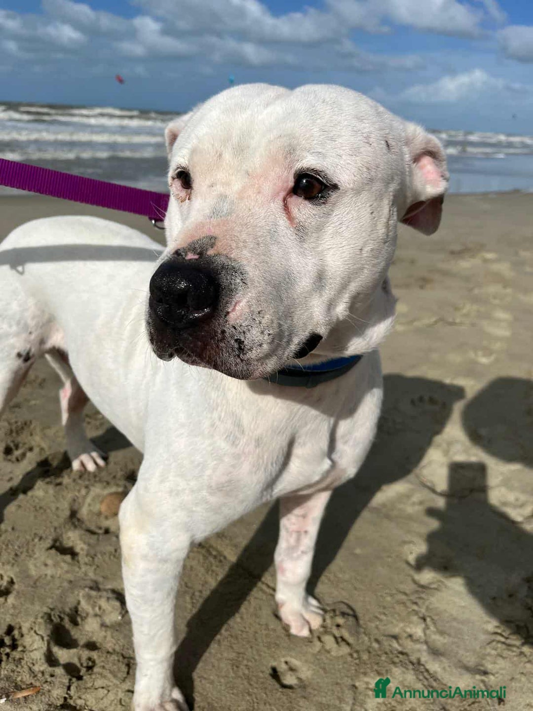 Pitbull cani in regalo: CIRO, PITBULL tanto dolce ma SOLO. - Annuncio 5