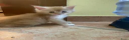 Maine Coon gatti in vendita: MAINE COON SHADED PREGIATI cuccioli  - Annuncio 7