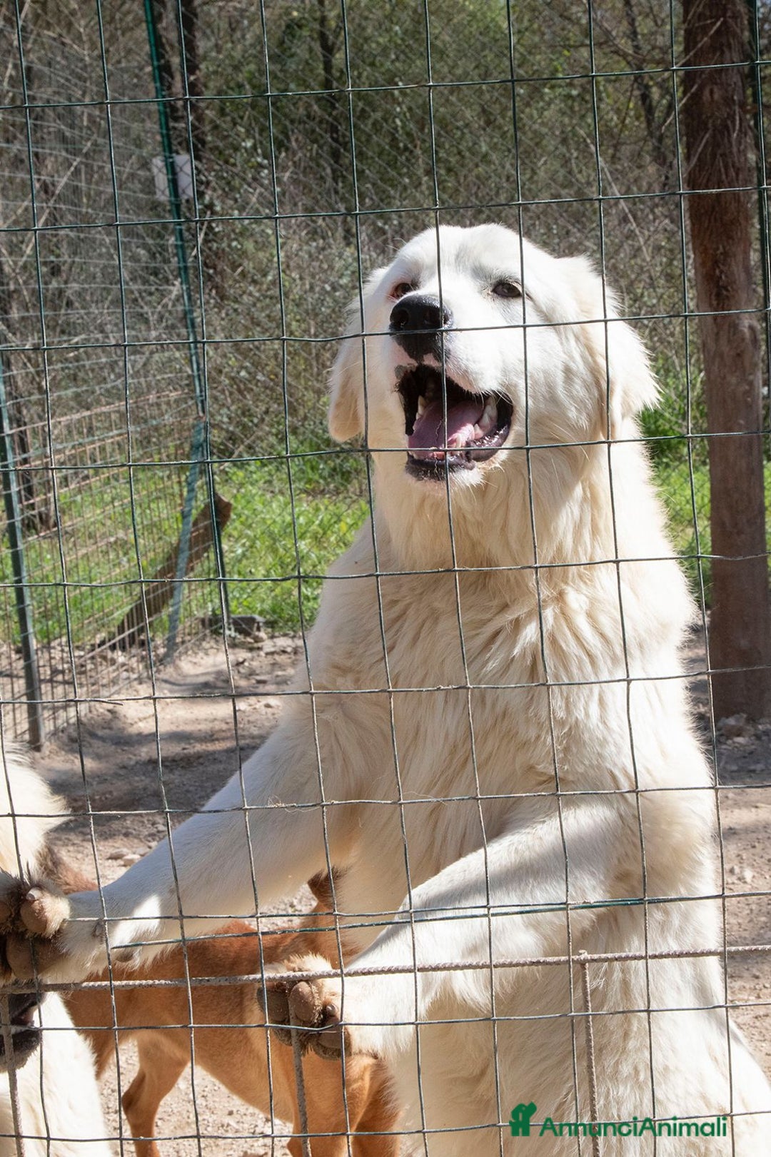 Meticcio cani in regalo: MI ADOTTI? SONO IL DOLCE OSLO a Provincia di Forlì-Cesena - Annuncio 3