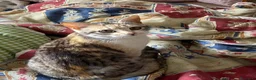 Europeo gatti in regalo: IRIDELLA, dolce micina in adozione! - Annuncio 9