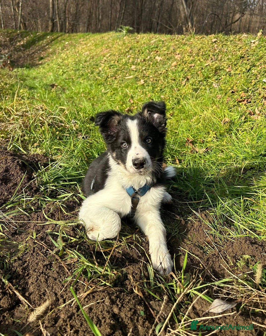 Border Collie cani in vendita: Cucciolo di Border Collie - Annuncio 1