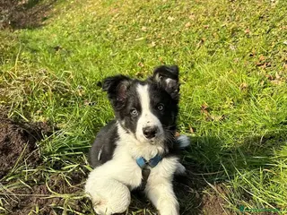 Border Collie cani Cucciolo di Border Collie - Annuncio 6