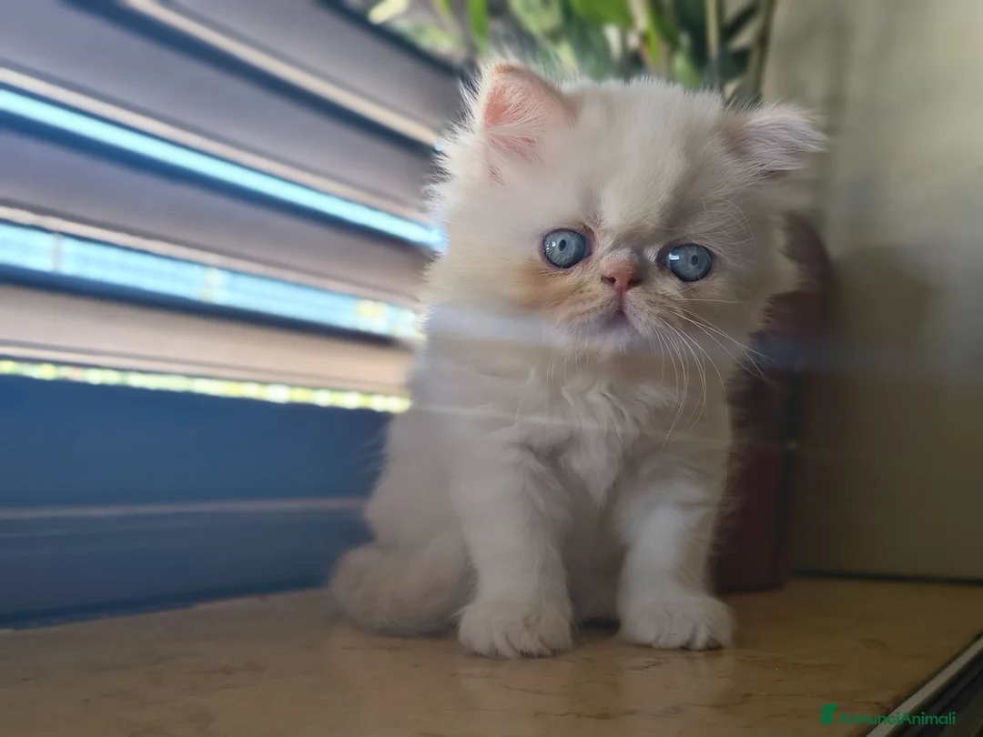 Persiano gatti in vendita:  Gattina Persiana  - Annuncio 1