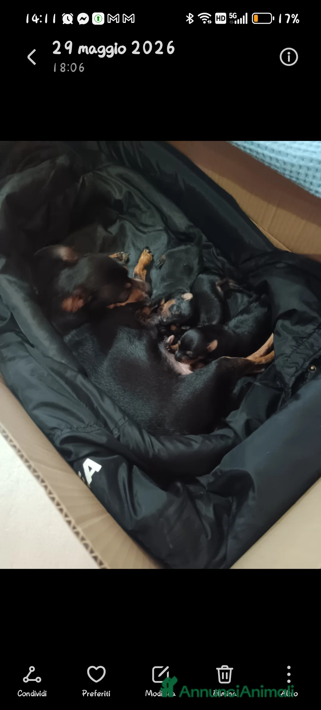 Pinscher Miniatura cani in vendita: Pinscher miniatura - Annuncio 4