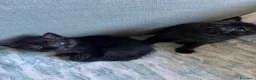 Altre razze gatti in regalo: Regalasi bellissimi gattini  a Provincia di Perugia - Annuncio 4