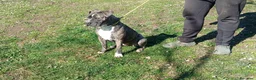 Meticcio cani in regalo: ASIA MERAVIGLIOSA CREATURA TRADITA SENZA PIETA' - Annuncio 3