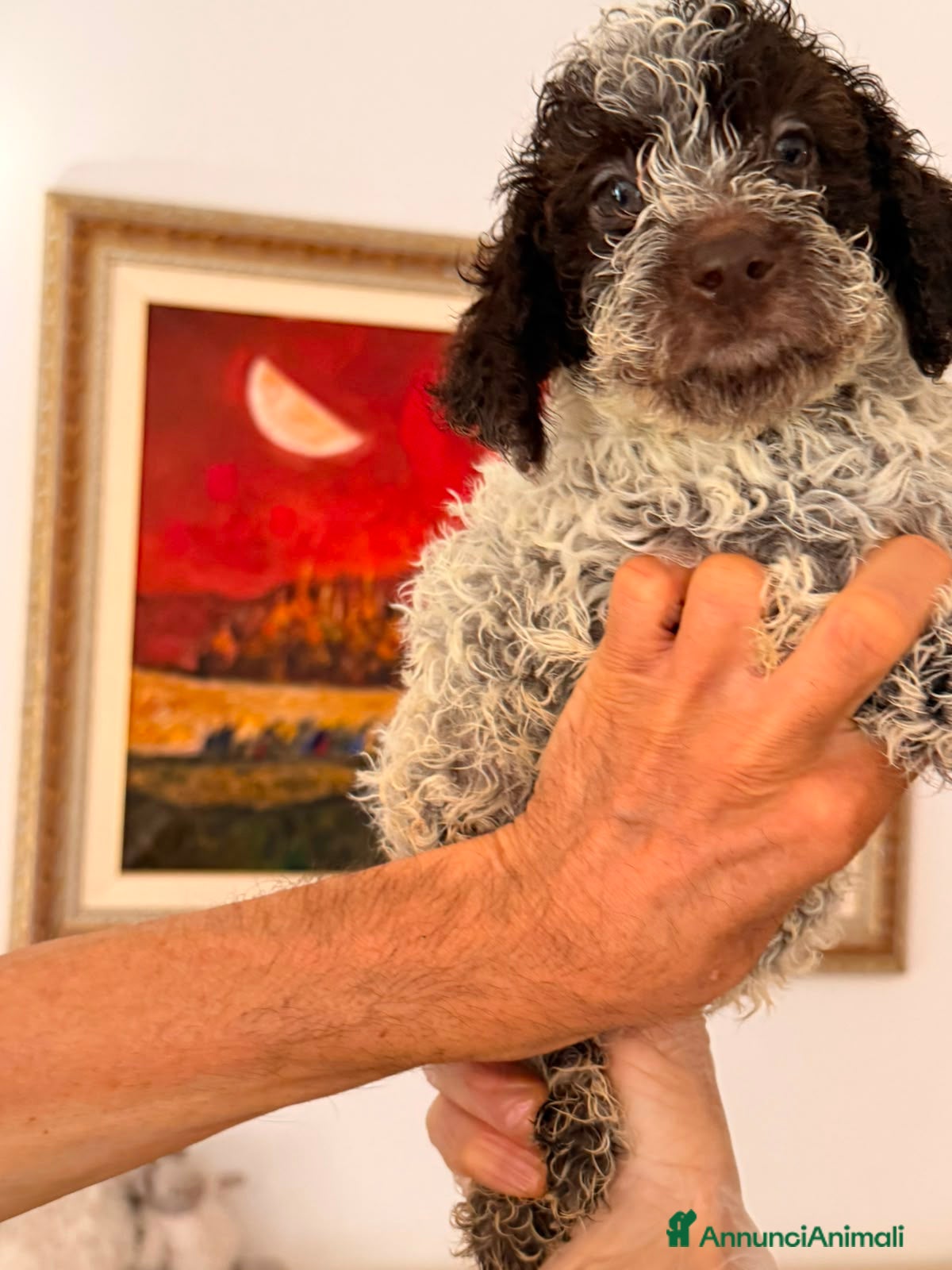 Lagotto cani Cuccioli di Lagotto con pedigree - Annuncio 1