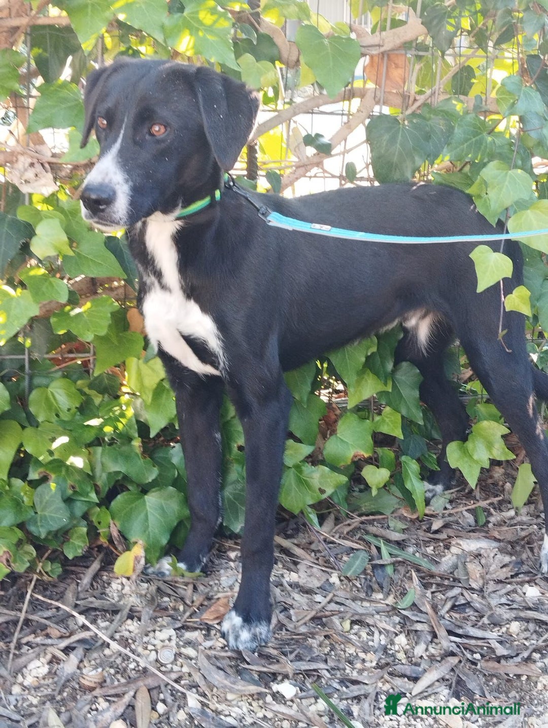 Altre razze cani in regalo: aramis e blanco - Annuncio 2